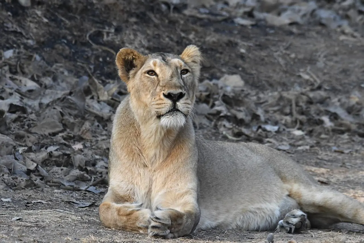 Asiatic Lion