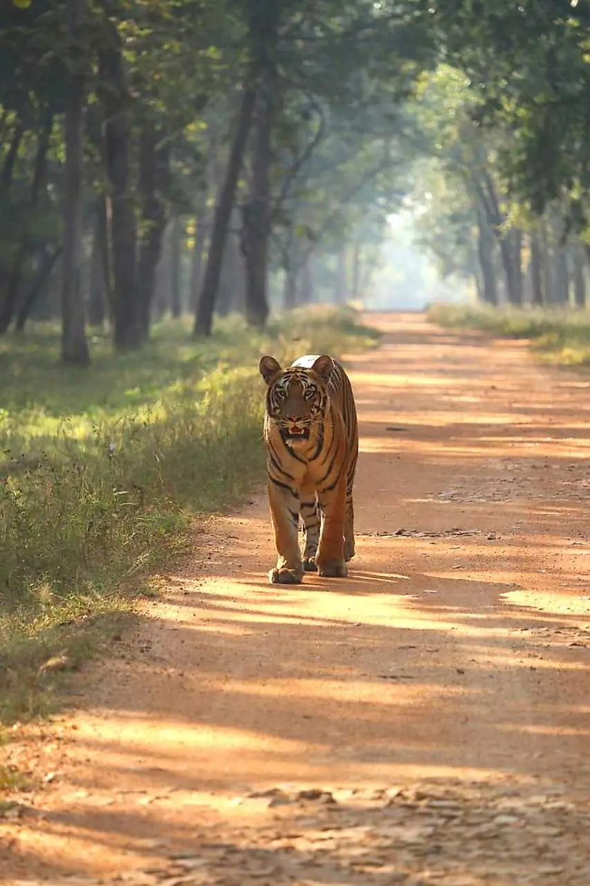 Tadoba-Andhari Tiger Reserve